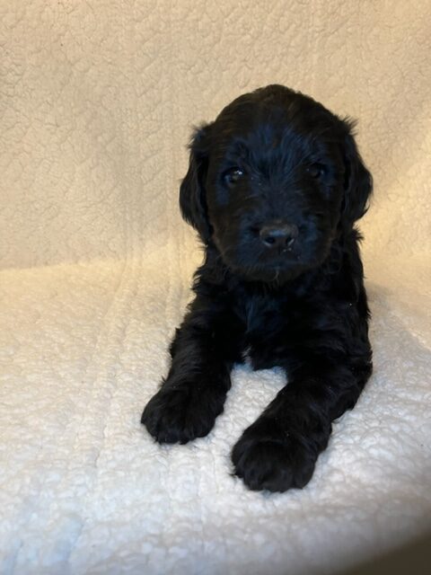 Donut – Girl – Chesapeake Goldendoodles