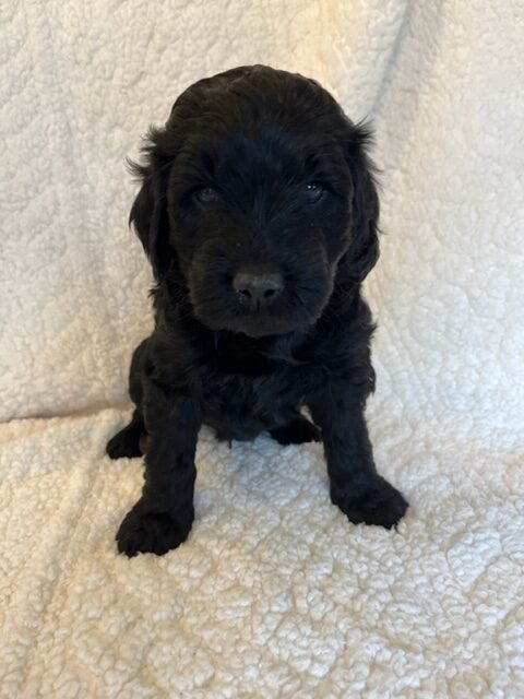 Home Fry – Boy – Chesapeake Goldendoodles