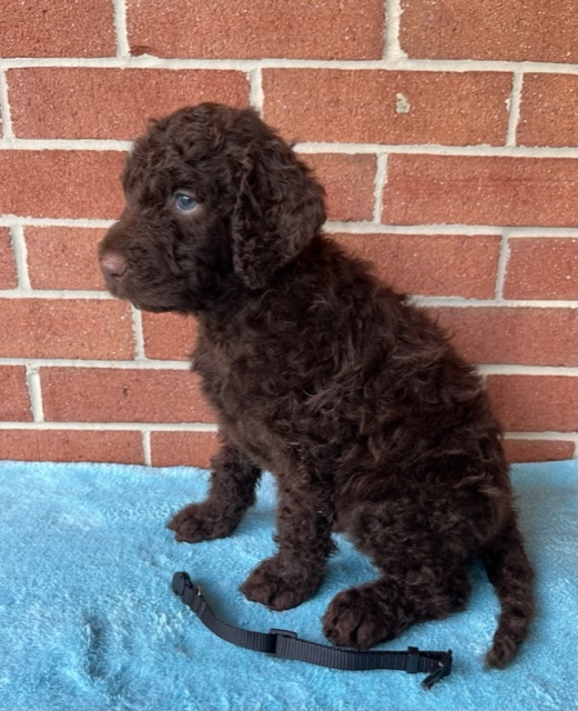 Current Litters – Chesapeake Goldendoodles